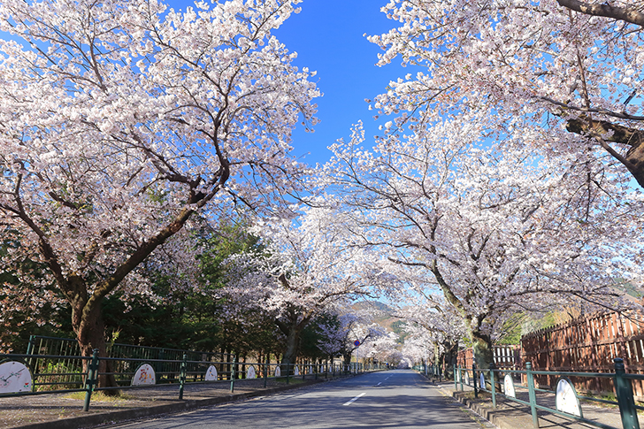 桜のトンネル