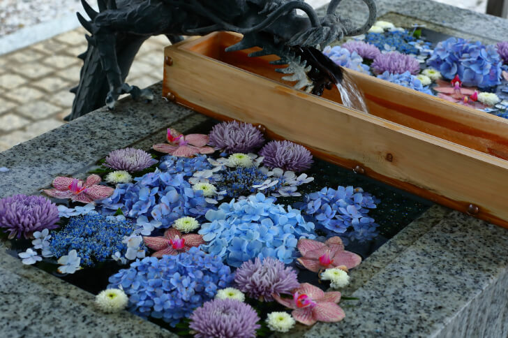 川越八幡宮の紫陽花の花手水(出典:pixta.jp)