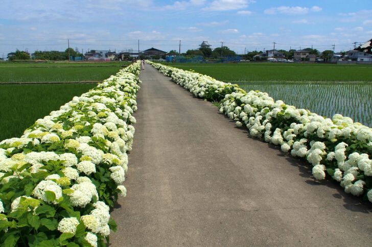 水田沿いに続く白いアジサイ(出典:pixta.jp)