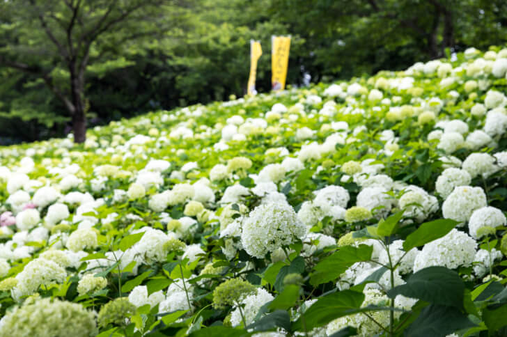権現堂堤の白い紫陽花アナベル(出典:pixta.jp)