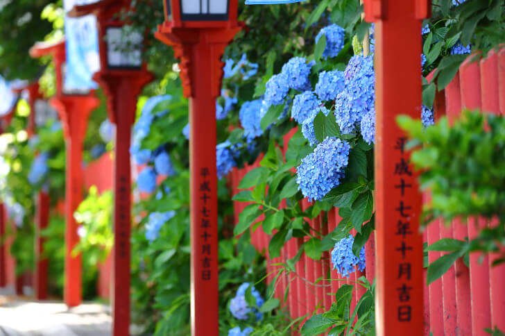 川越八幡宮の参道のあじさい(出典:pixta.jp)