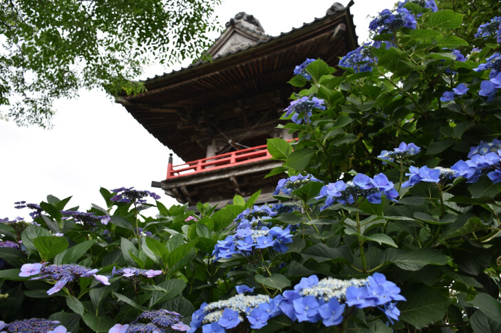 能護寺のあじさいと鐘楼(出典:pixta.jp)