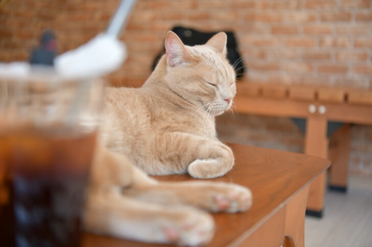 猫カフェの猫