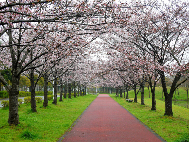 みさと公園の河津桜（出典：pixta.jp）