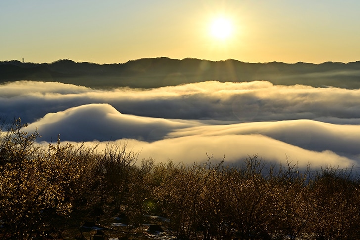 宝登山山頂からの雲海風景