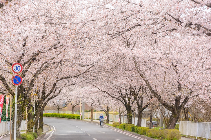 長瀞の桜のトンネル風景