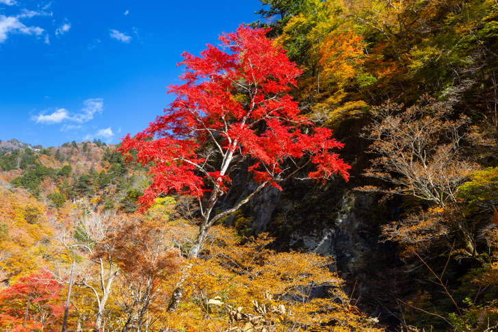 中津川_紅葉