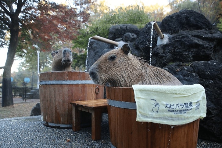提供：埼玉県こども動物自然公園