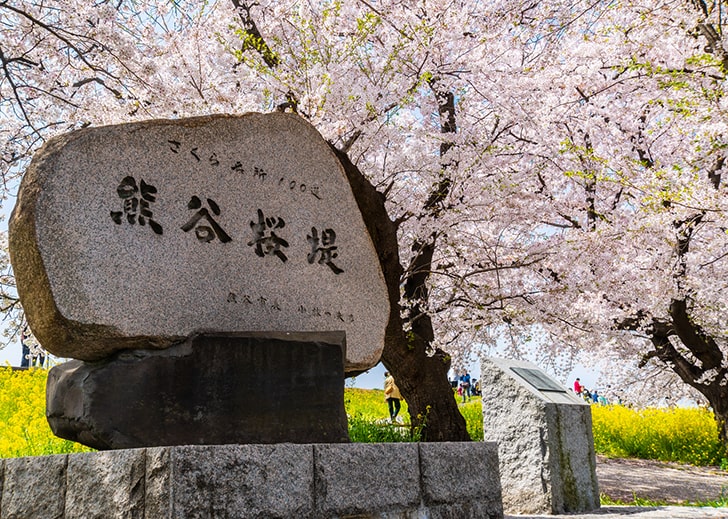 熊谷桜堤の石碑と桜