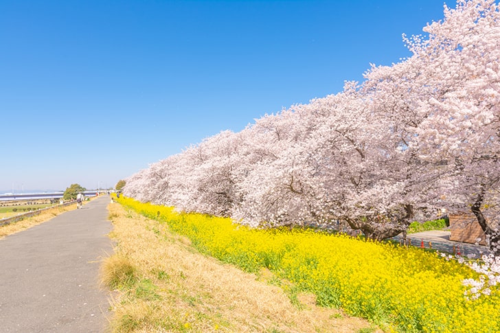 熊谷桜堤の桜並木