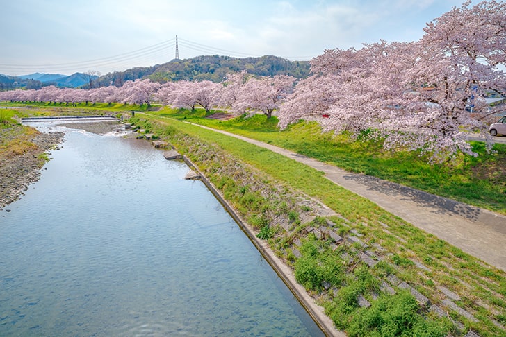 山川の岸辺に咲くこだま千本桜