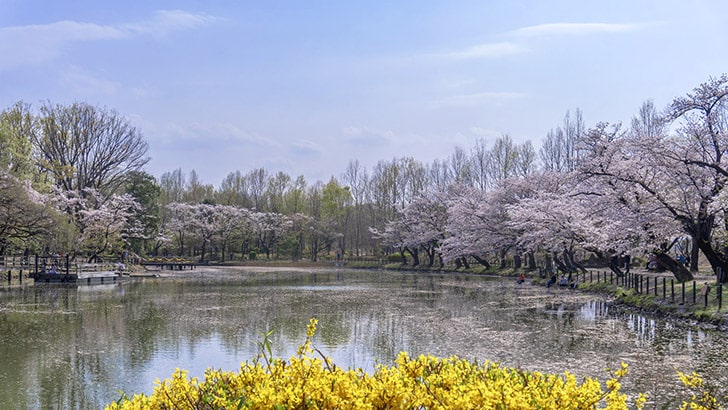 鶴ヶ島市運動公園の桜スポット