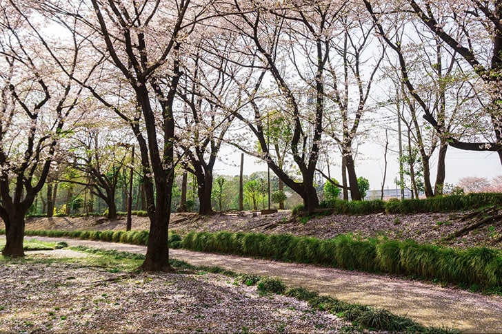 鶴ヶ島市運動公園の桜並木