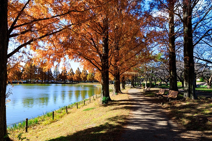 紅葉が広がる川越水上公園