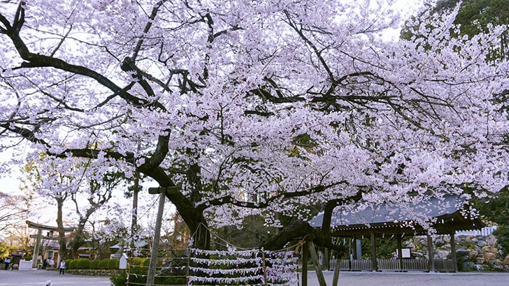 高麗神社境内に咲くご神木「彼岸桜」
