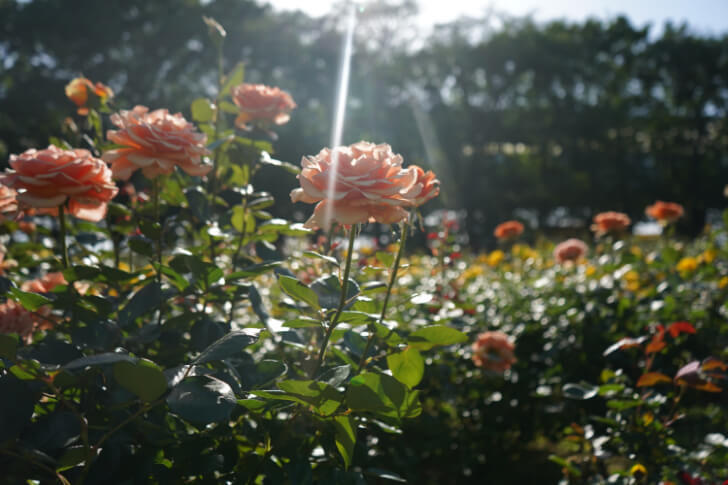 与野公園の日が射したバラ