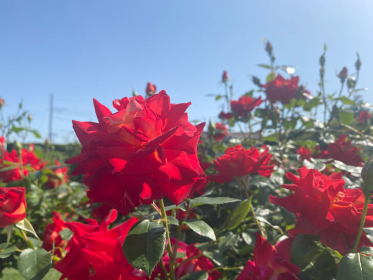 伊奈町制施行記念公園の赤いバラ