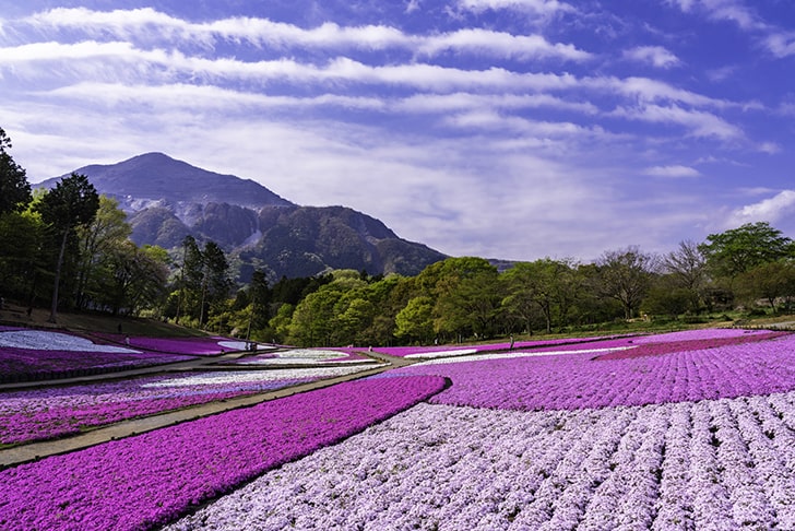 「芝桜の丘」の風景