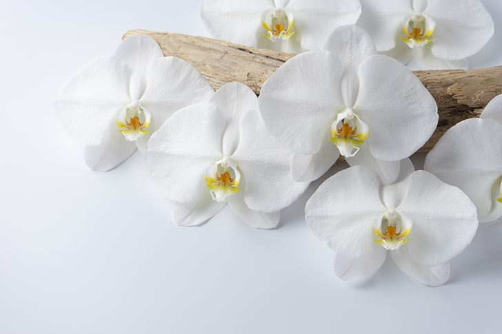 「清純」や「純粋」の花言葉を持つ白い胡蝶蘭