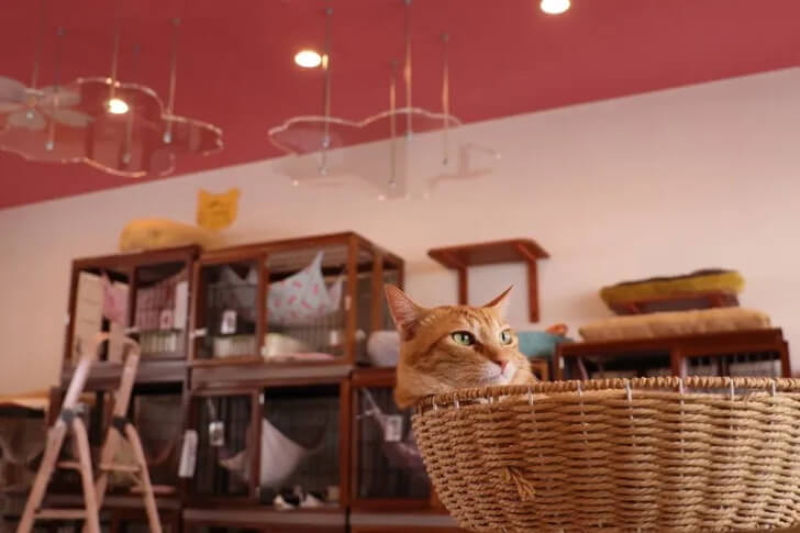 出典：保護猫カフェさくら