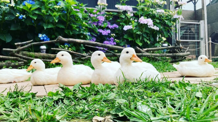 かわらしいアヒル「コールダック」(出典:深谷花鳥カフェInstagram)