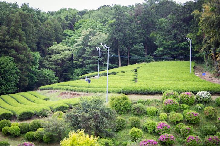 ささら屋の茶畑（提供：狭山茶農家 ささら屋）