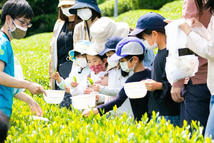 茶摘み体験をする親子（提供：狭山茶農家 ささら屋）