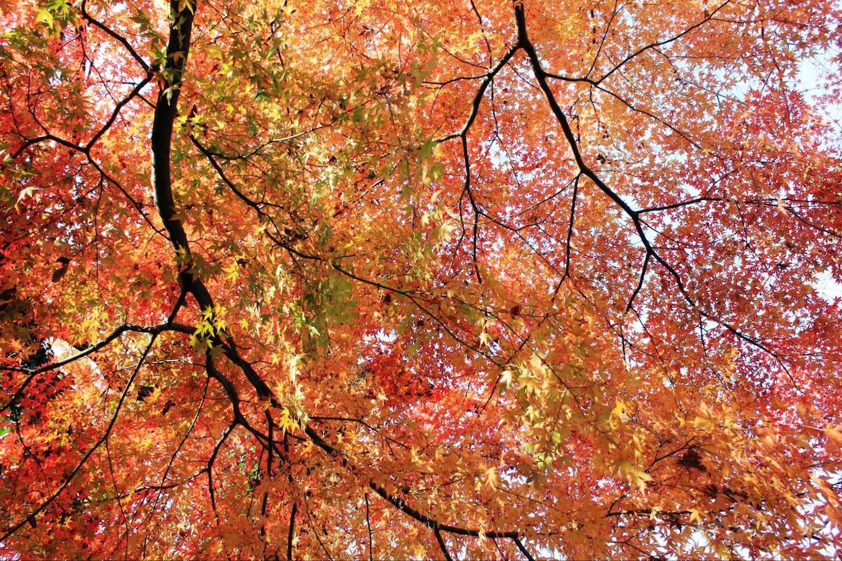 秩父の真っ赤な紅葉