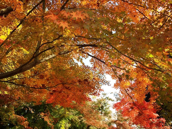 秩父の真っ赤な紅葉