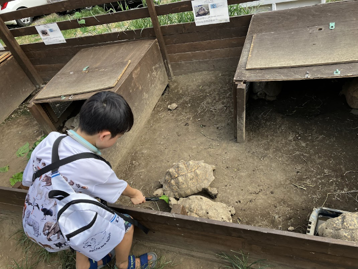 リクガメにエサをあげる子ども