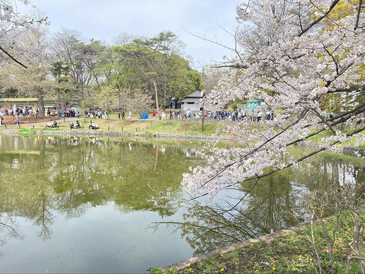 大宮公園の舟遊池