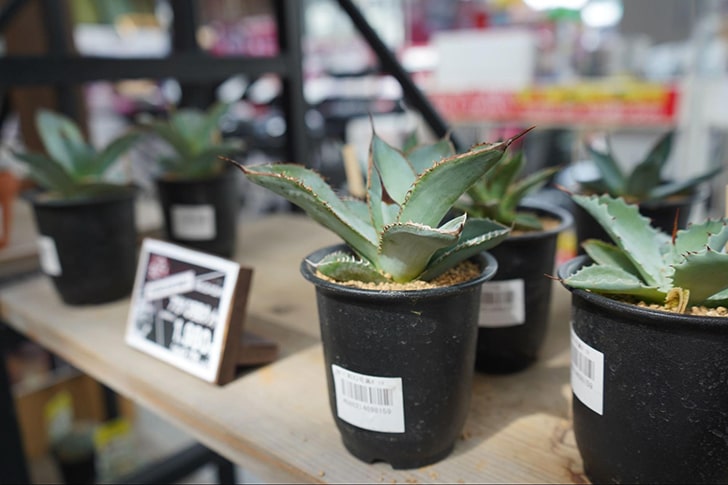 ガーデンコーナーの観葉植物