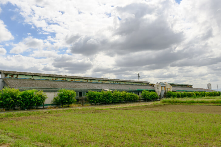 川越の大野農場の豚舎