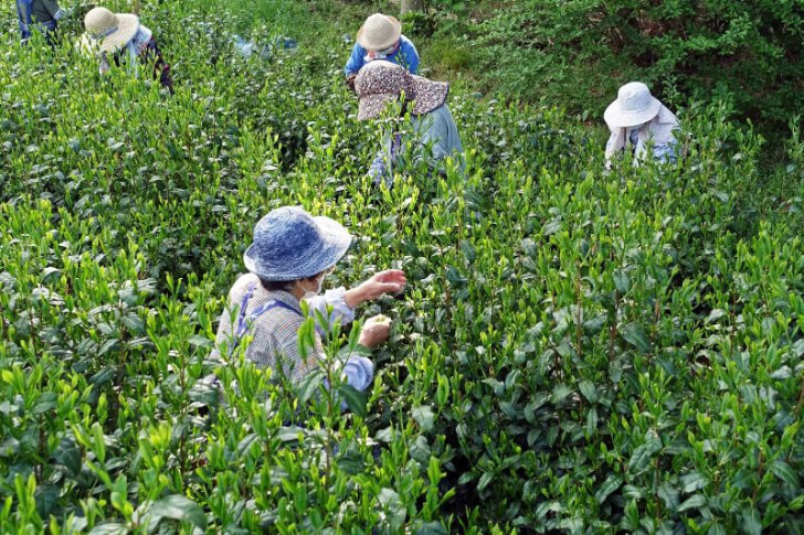 野木園でお茶を摘む人（出典：狭山茶専門店 備前屋）