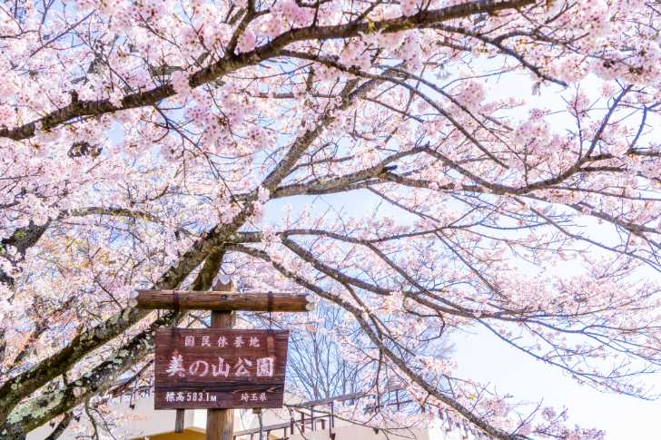 秩父美の山公園桜