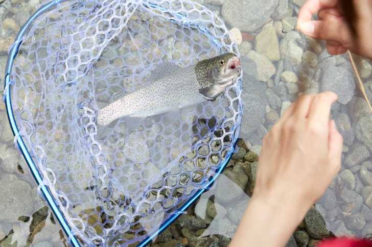 マス釣り　イメージ