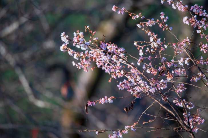 神流湖　冬桜