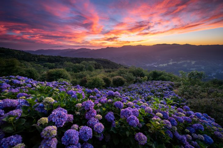 美の山公園のアジサイ　夜明け